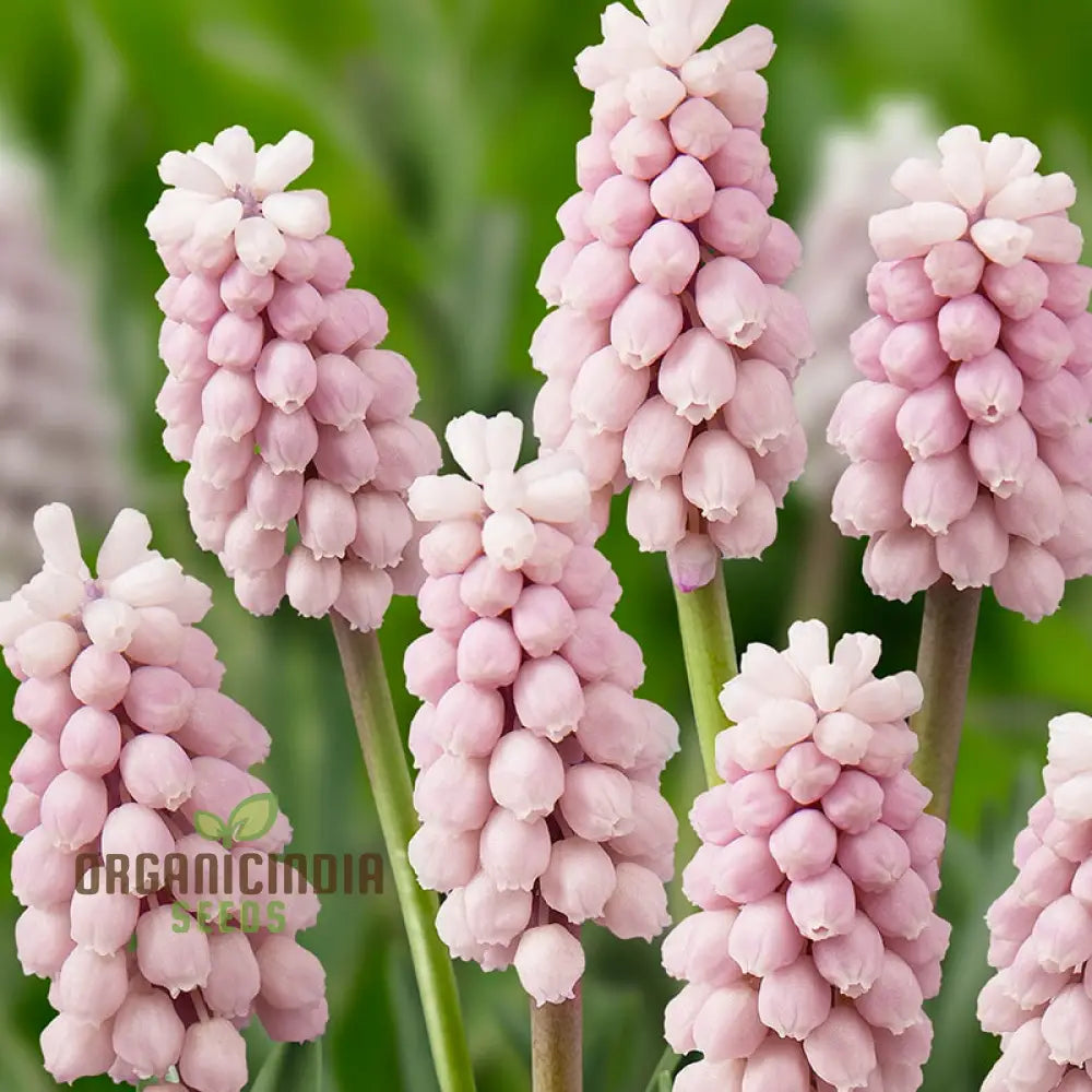 Muscari Pink Sunrise Flower Seeds For Planting Charming For A Beautiful And Delicate Garden Accent