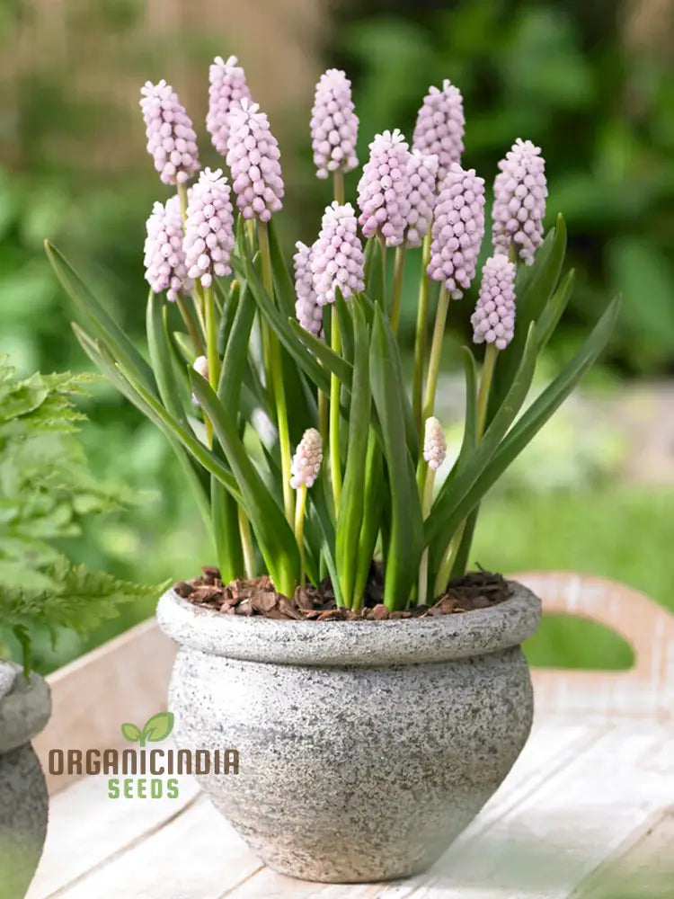 Muscari Pink Sunrise Flower Seeds For Planting Charming For A Beautiful And Delicate Garden Accent