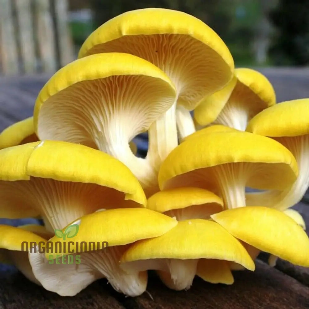 Mushroom Growing Wooden Sticks Seeds For Planting - 100 Pcs Plant