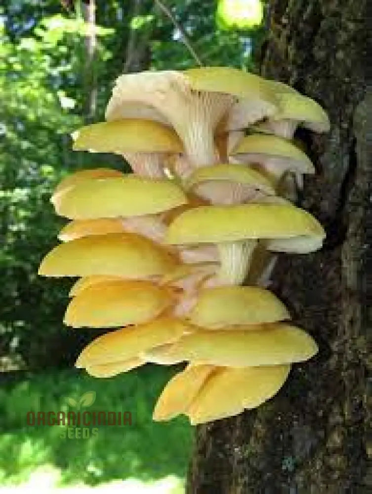 Mushroom Growing Wooden Sticks Seeds For Planting - 100 Pcs Plant