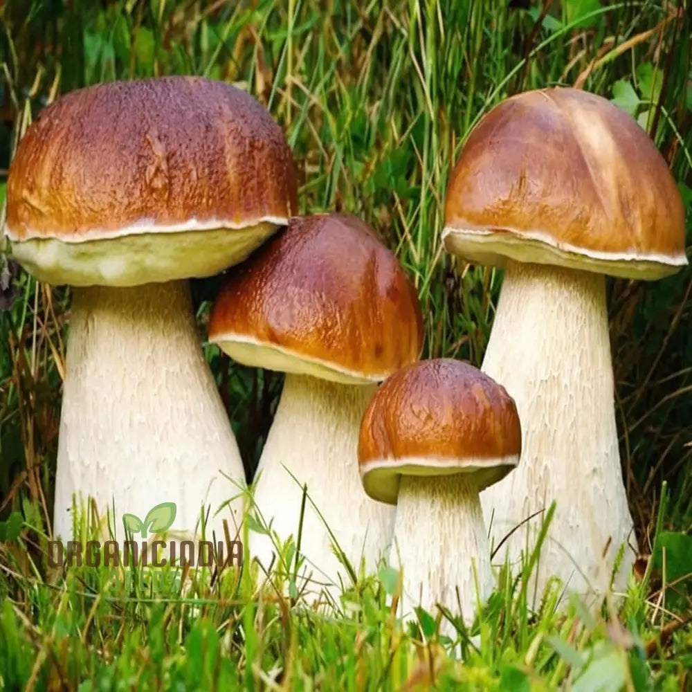 Mushroom Seeds King Bolete Mycelium Spawn Dried Spores Kit For Planting Fungi Kingdom