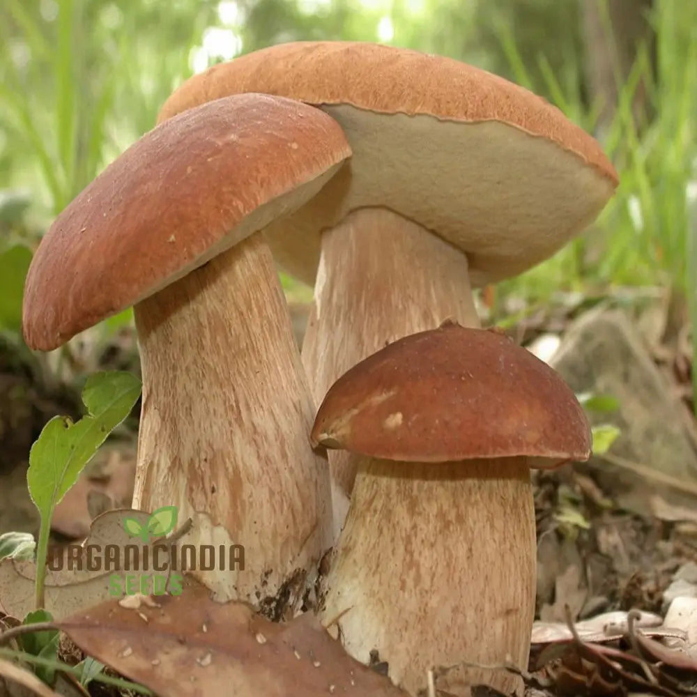 Mushroom Seeds King Bolete Mycelium Spawn Dried Spores Kit For Planting Fungi Kingdom