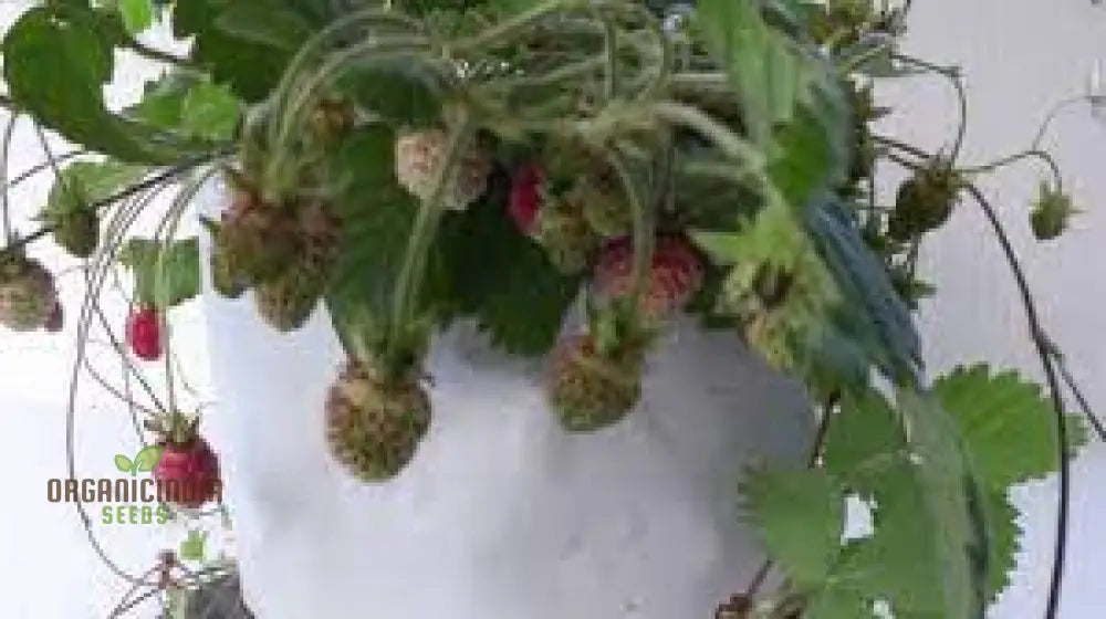 Musk Strawberry Seeds - Fragaria Moschata Heirloom Garden Berries For Sweet Summer Harvests