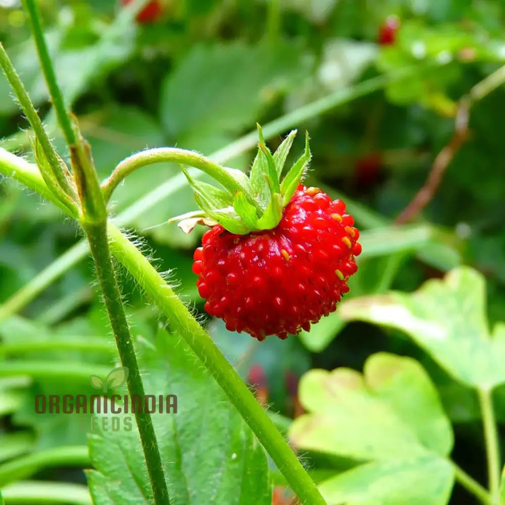 Musk Strawberry Seeds - Fragaria Moschata Heirloom Garden Berries For Sweet Summer Harvests