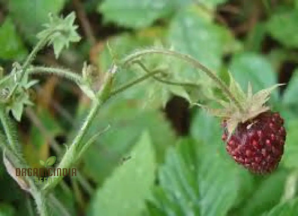 Musk Strawberry Seeds - Fragaria Moschata Heirloom Garden Berries For Sweet Summer Harvests