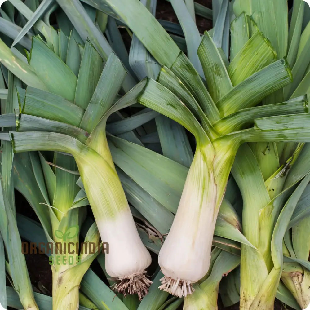 Musselburgh Leek Seeds For Gardening Enthusiasts: High-Quality Bountiful Harvests