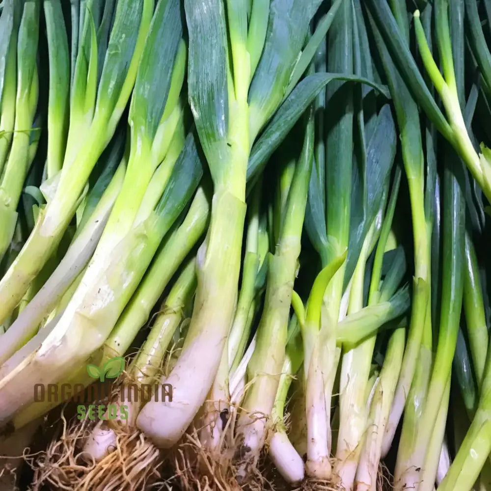 Musselburgh Leek Seeds For Gardening Enthusiasts: High-Quality Bountiful Harvests