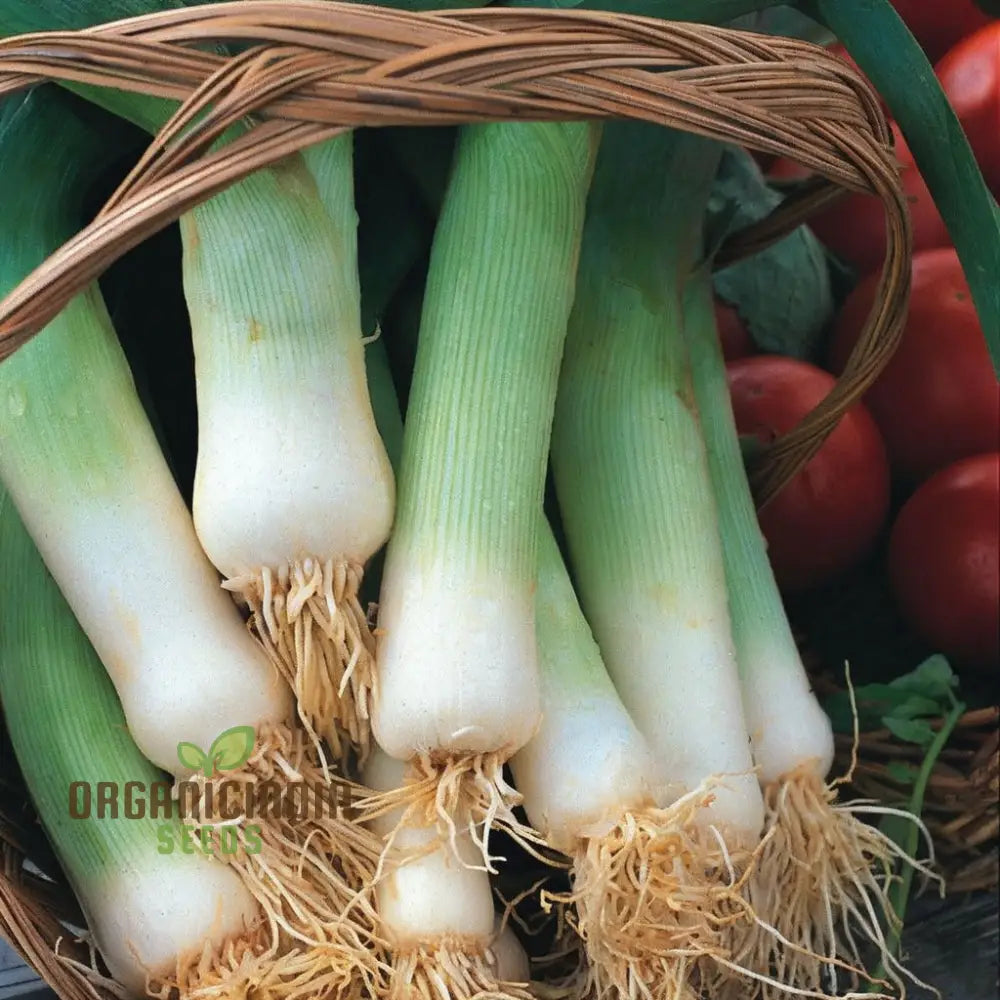 Musselburgh Leek Seeds For Gardening Enthusiasts: High-Quality Bountiful Harvests