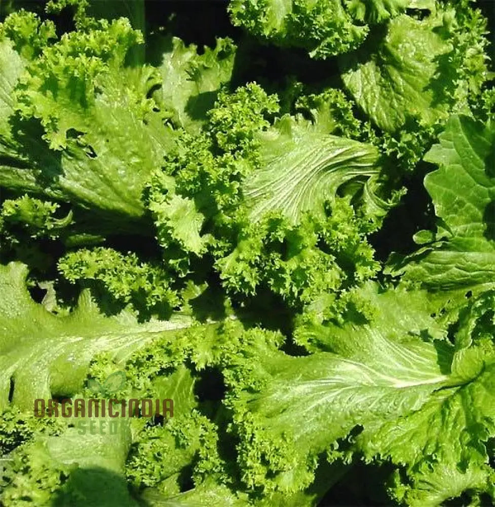 Mustard - Chirimen Hakarashi Vegetable Seeds For Planting Grow Curled Japanese Greens For Your