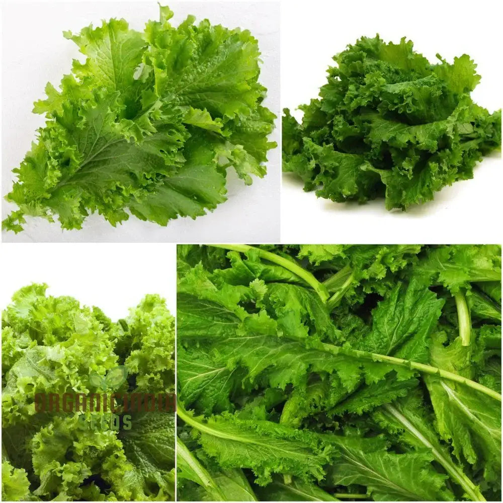 Mustard - Chirimen Hakarashi Vegetable Seeds For Planting Grow Curled Japanese Greens For Your