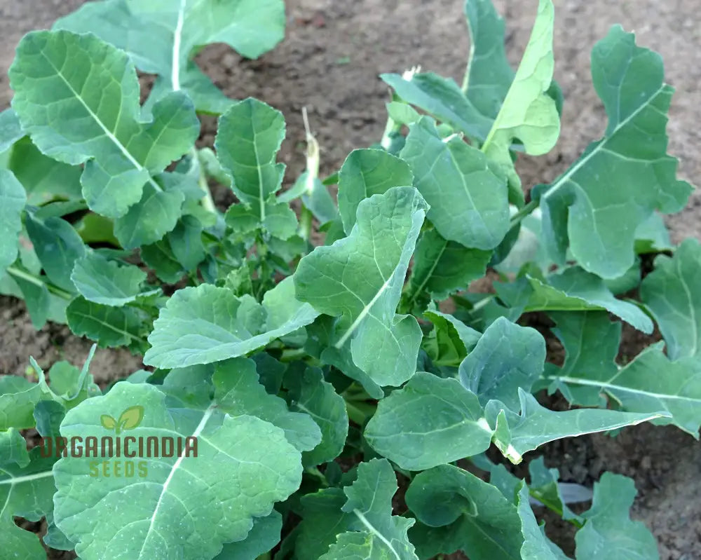 Mustard - Ethiopian Vegetable Seeds For Planting Grow Nutritious Greens For Your Garden