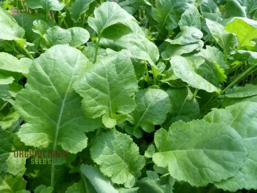 Mustard - Ethiopian Vegetable Seeds For Planting Grow Nutritious Greens For Your Garden