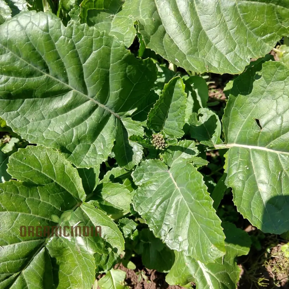 Mustard - Ethiopian Vegetable Seeds For Planting Grow Nutritious Greens For Your Garden