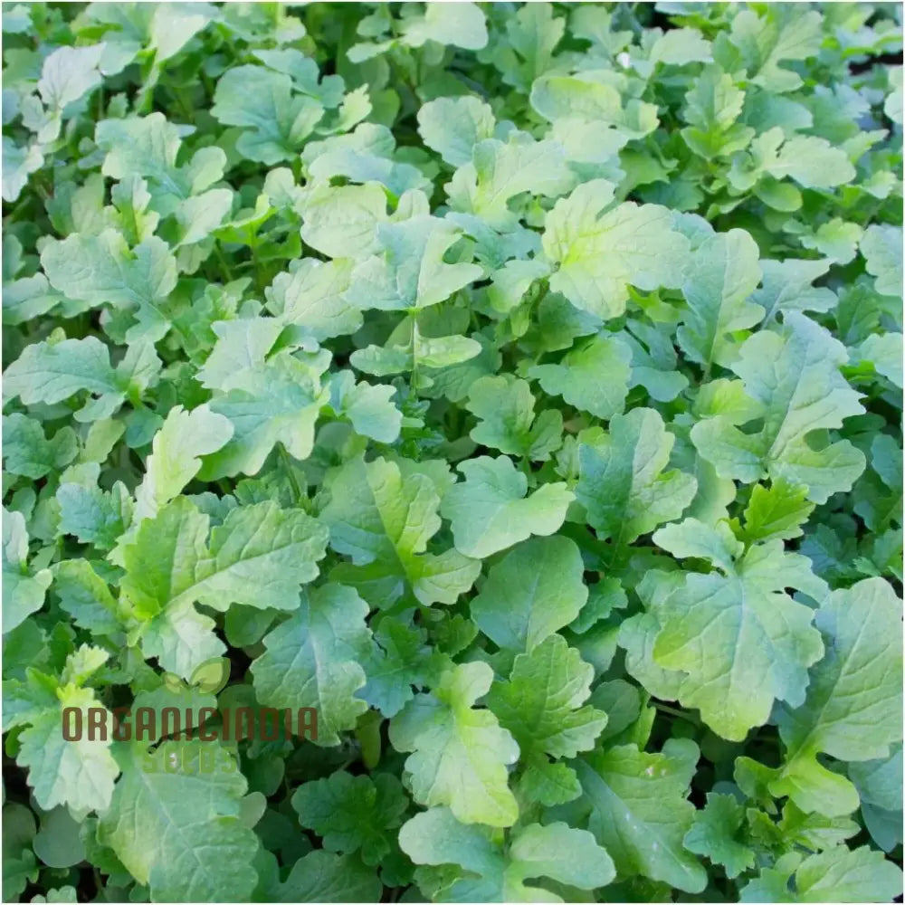 Mustard - Ethiopian Vegetable Seeds For Planting Grow Nutritious Greens For Your Garden