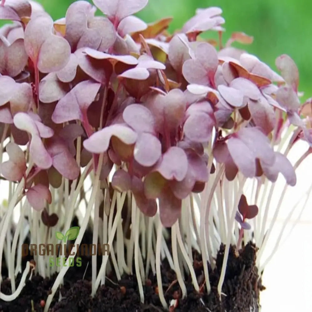 Mustard Red Lace Seeds – Elevate Your Gardening Experience With Striking Flavorful Blooms!