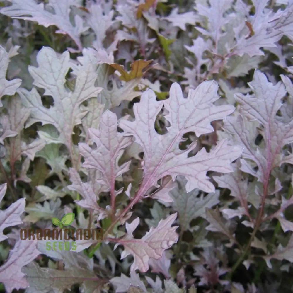 Mustard Red Lace Seeds – Elevate Your Gardening Experience With Striking Flavorful Blooms!