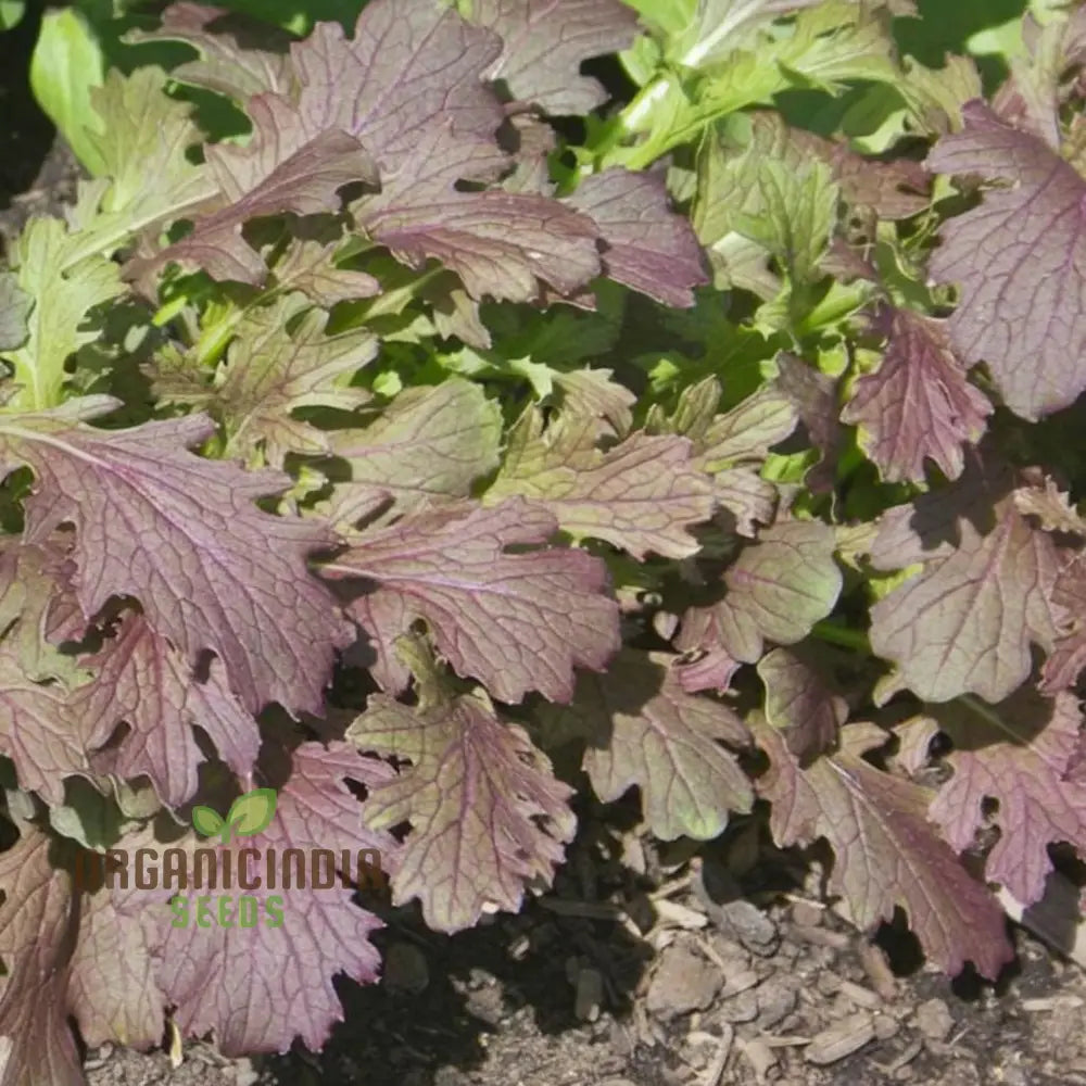 Mustard Red Lace Seeds – Elevate Your Gardening Experience With Striking Flavorful Blooms!