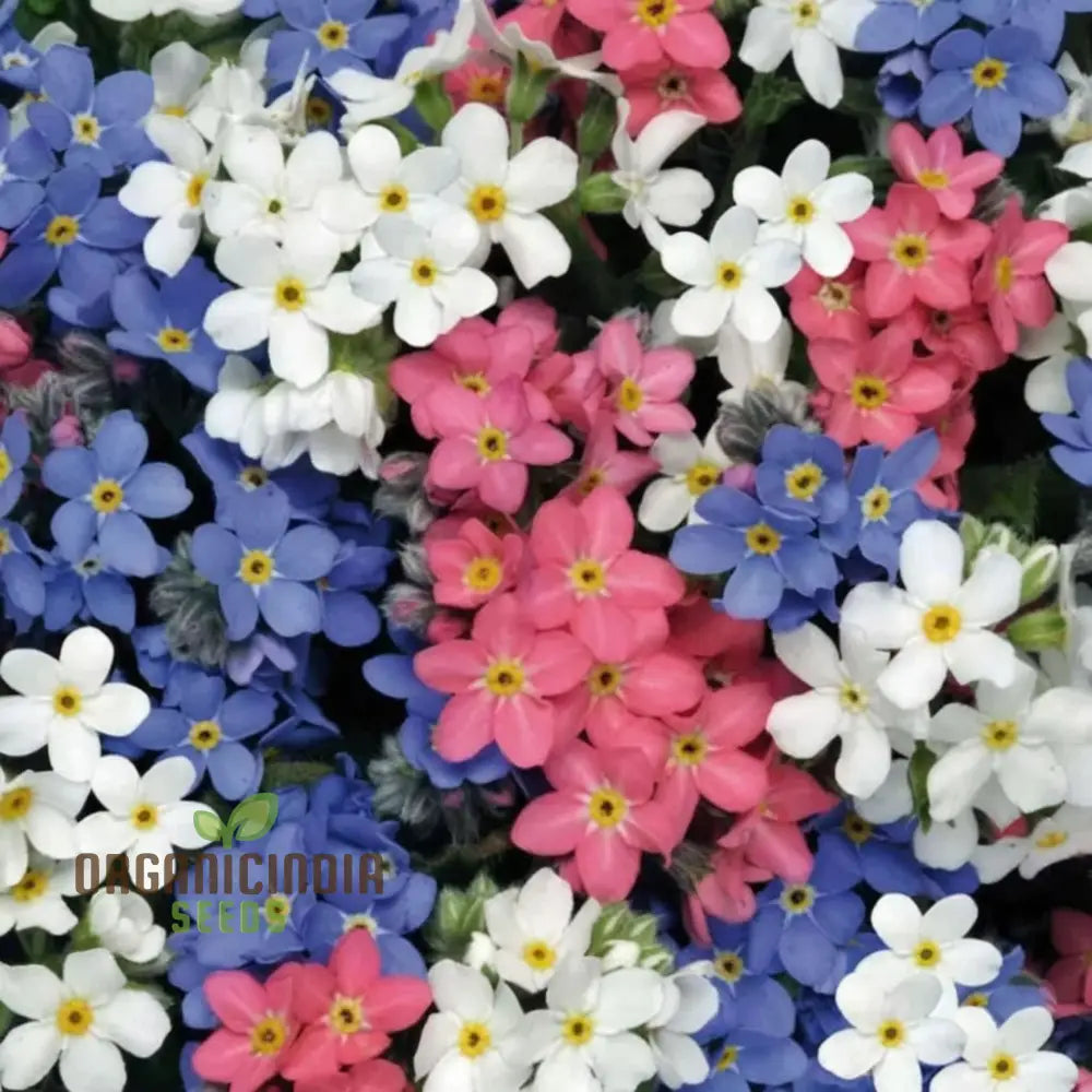 Myosotis (Forget-Me-Not) Victoria Mix Seeds â€“ Cultivate Lasting Memories And Beauty In Your Garden!