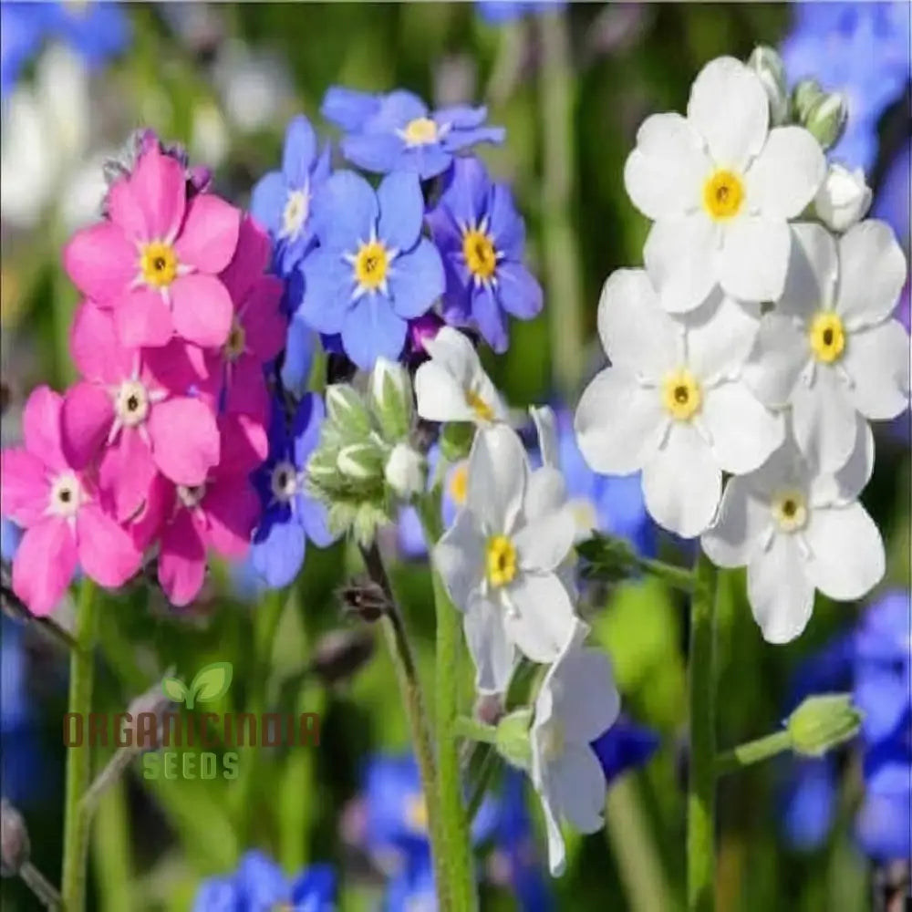 Myosotis (Forget-Me-Not) Victoria Mix Seeds â€“ Cultivate Lasting Memories And Beauty In Your Garden!