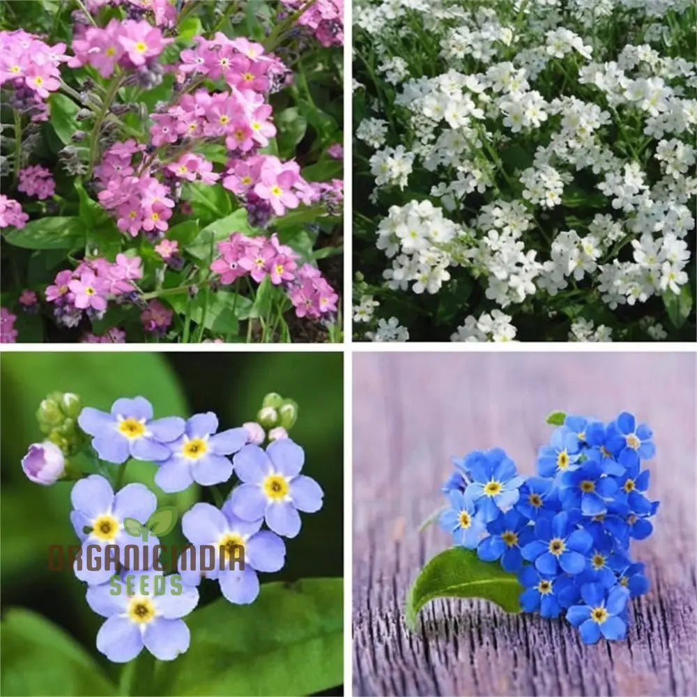 Myosotis (Forget-Me-Not) Victoria Mix Seeds â€“ Cultivate Lasting Memories And Beauty In Your Garden!