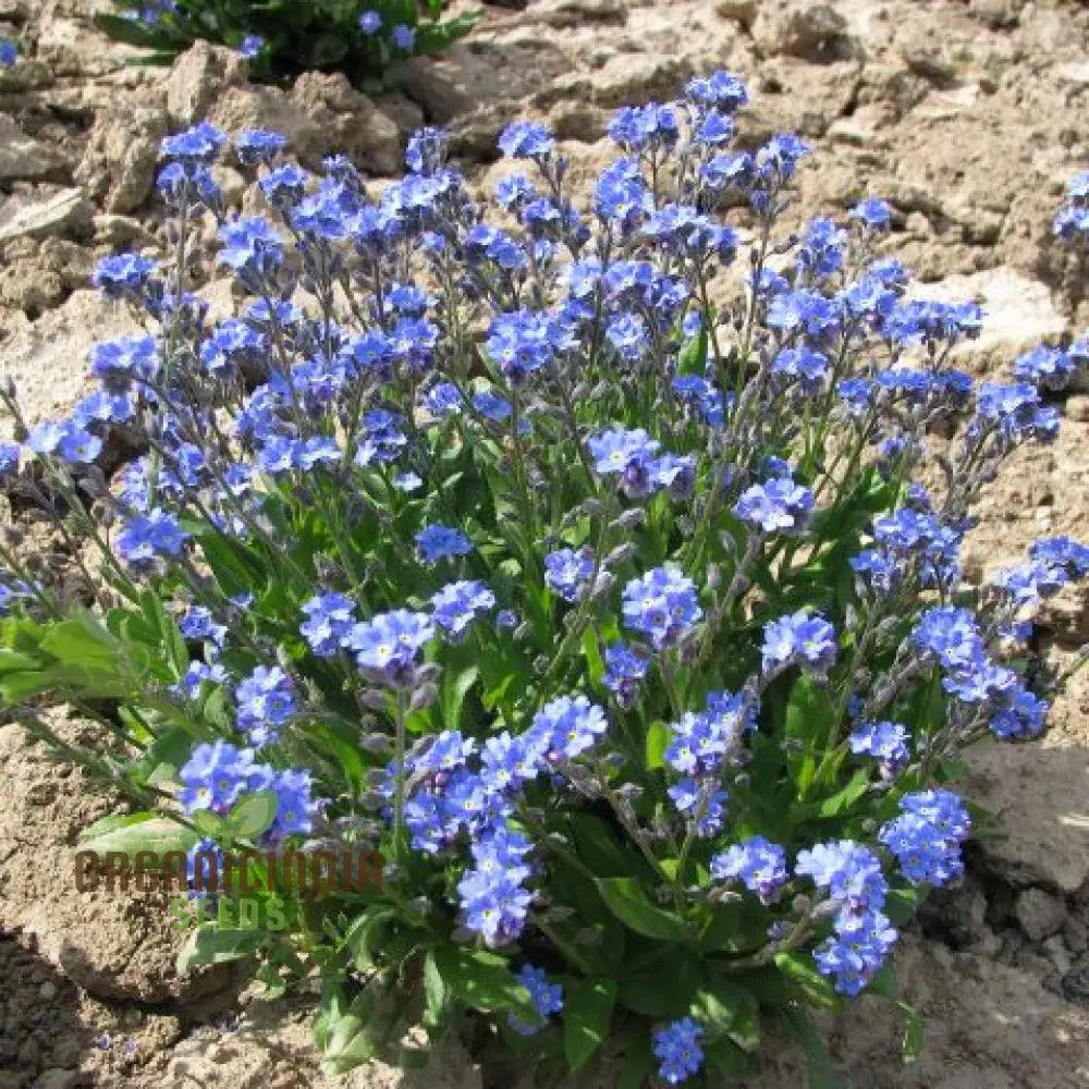 Myosotis Ultramarine Flower Seeds For Planting Grow Stunning Vibrant Blue Forget-Me-Nots In Your