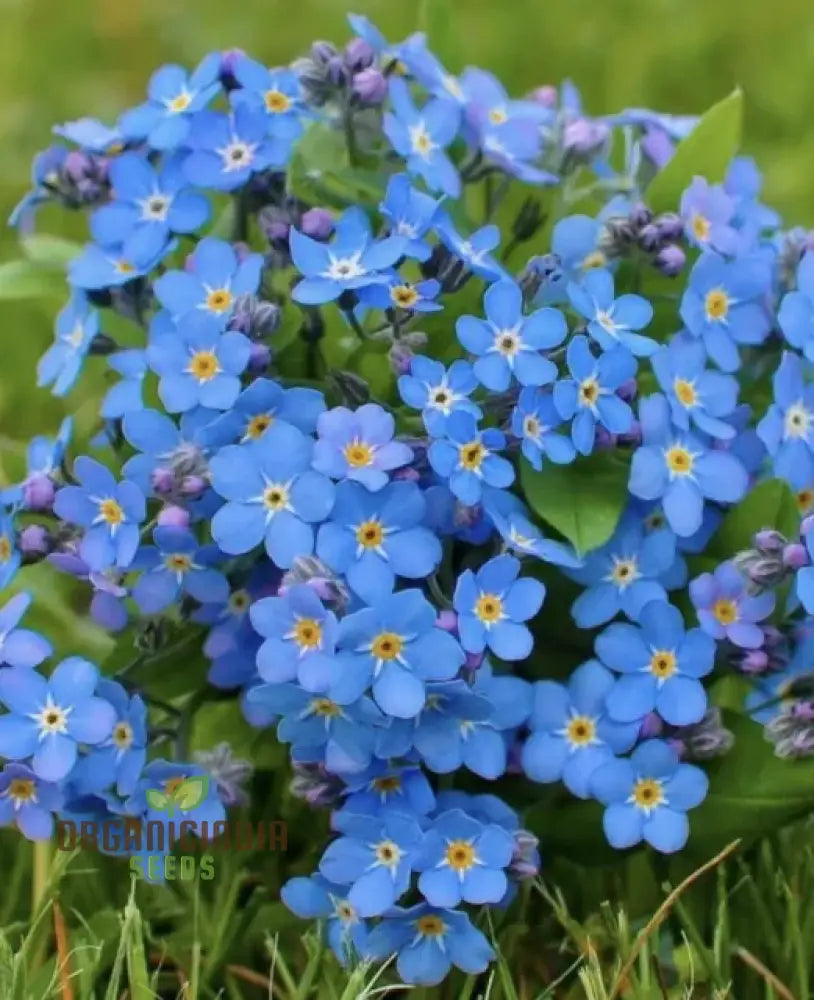 Myosotis Ultramarine Flower Seeds For Planting Grow Stunning Vibrant Blue Forget-Me-Nots In Your