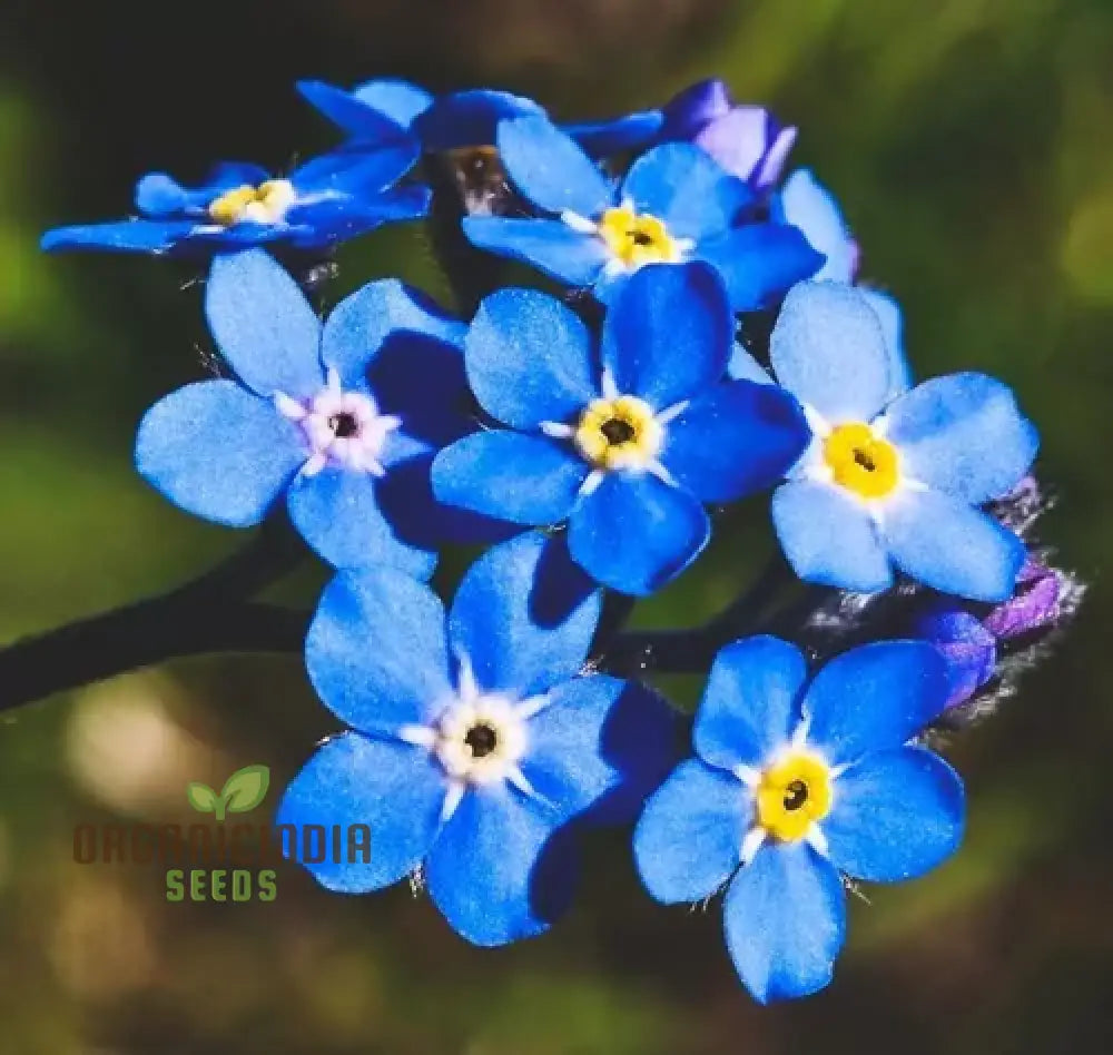 Myosotis Ultramarine Flower Seeds For Planting Grow Stunning Vibrant Blue Forget-Me-Nots In Your