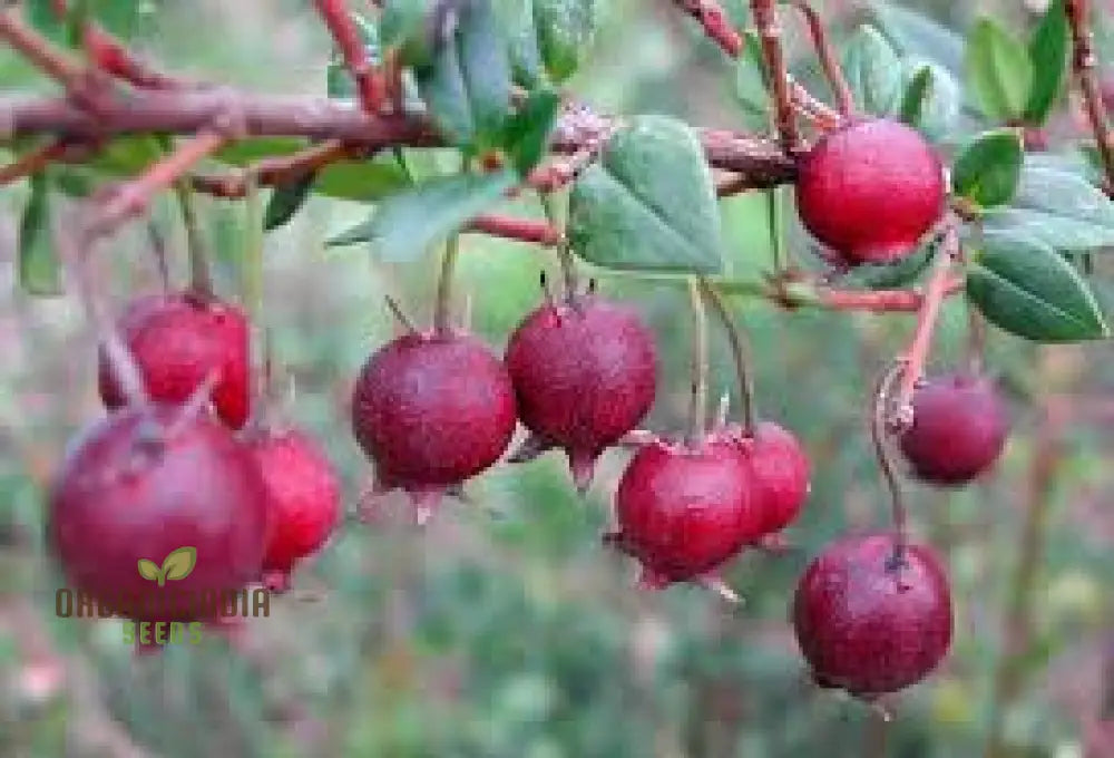 Myrtus Ugni Seeds For Expert Gardening: Elevate Your Garden With These Rare And Exotic Berries