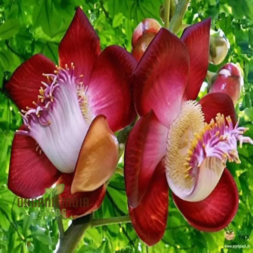 Naga Linga (Shiva Linga) Flower Seeds â€“ Elevate Your Gardening With Exotic Spiritual Blooms