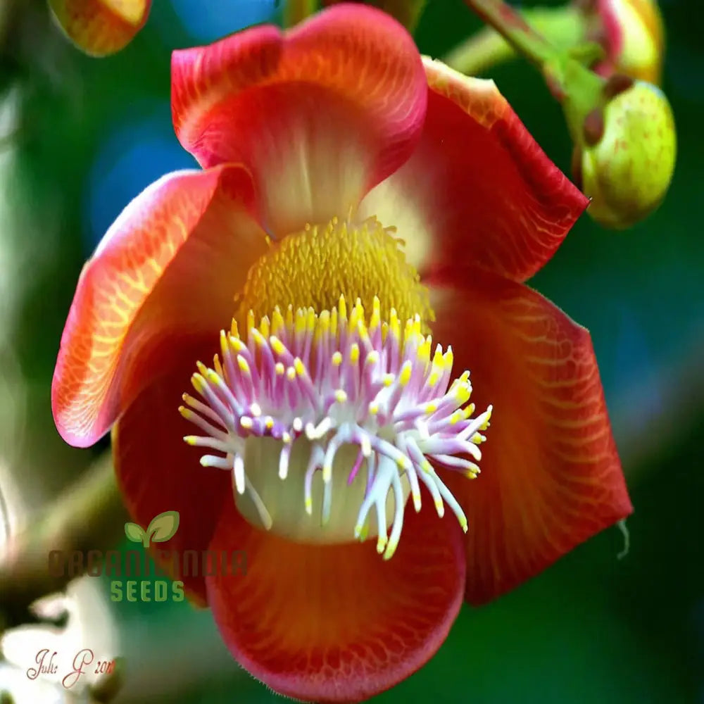 Naga Linga (Shiva Linga) Flower Seeds â€“ Elevate Your Gardening With Exotic Spiritual Blooms