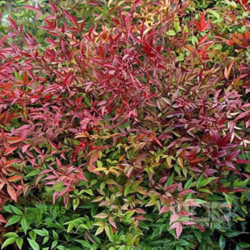 Nandina Domestica Seeds For Lush Gardening | Enhance Your Garden With Vibrant