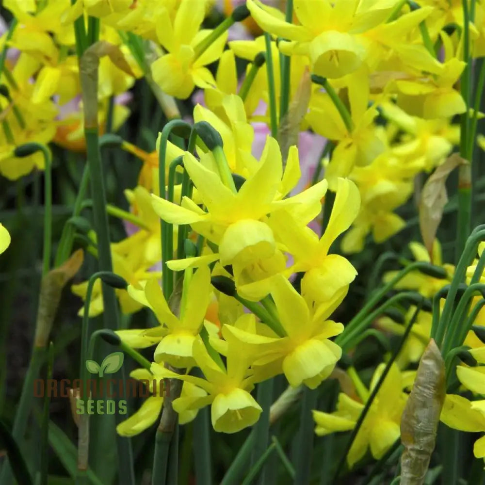 Narcissus Hawera Pure Yellow Daffodil Flower Seeds For Planting Bright And Cheerful Daffodils For A