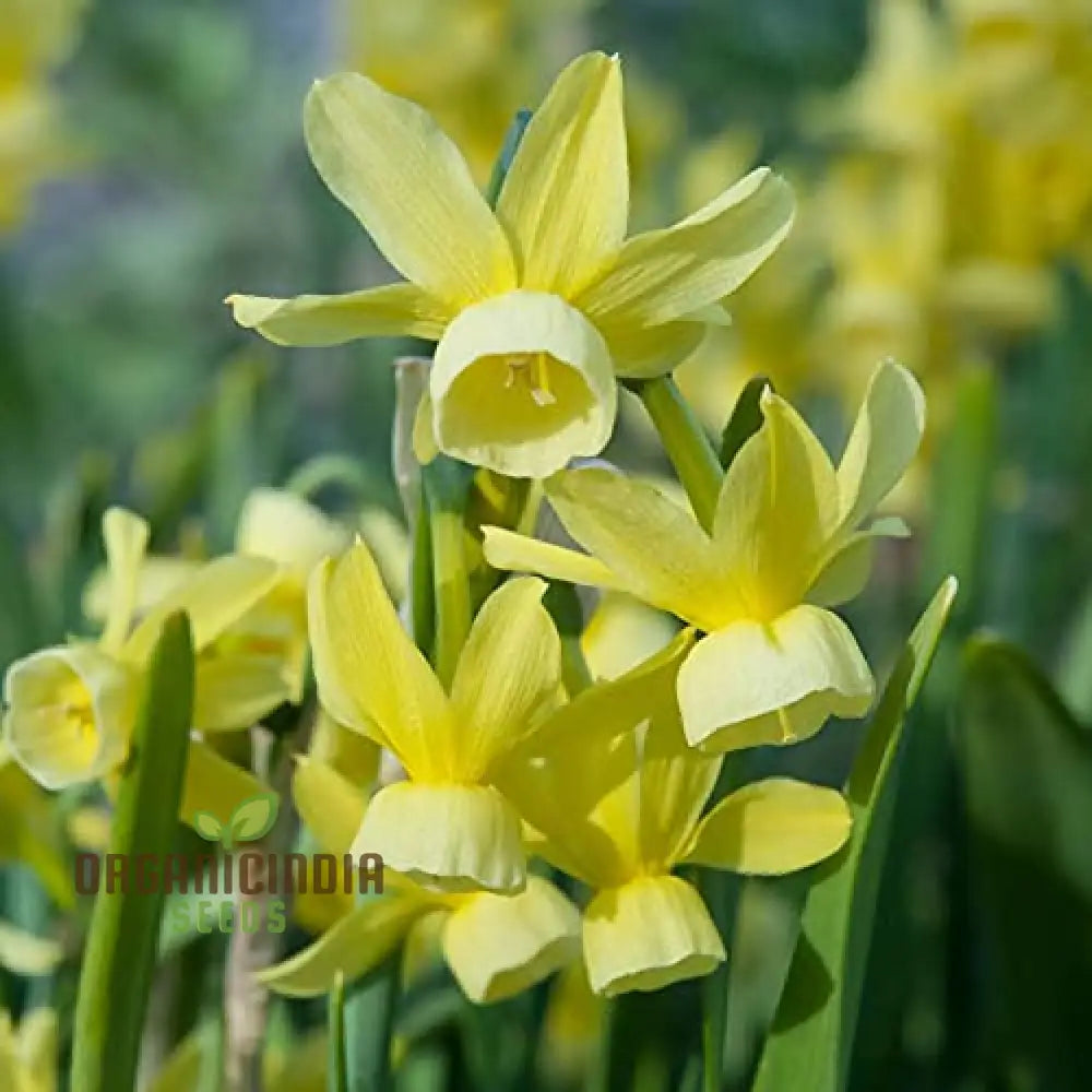 Narcissus Hawera Pure Yellow Daffodil Flower Seeds For Planting Bright And Cheerful Daffodils For A