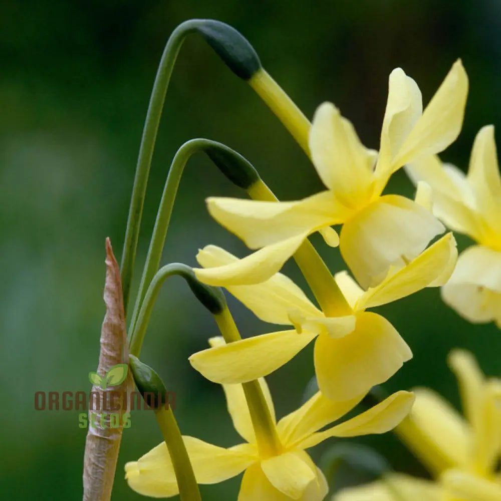 Narcissus Hawera Pure Yellow Daffodil Flower Seeds For Planting Bright And Cheerful Daffodils For A