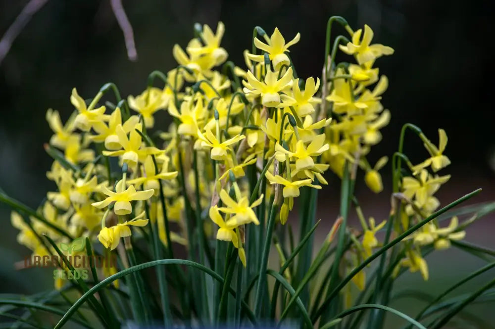 Narcissus Hawera Pure Yellow Daffodil Flower Seeds For Planting Bright And Cheerful Daffodils For A