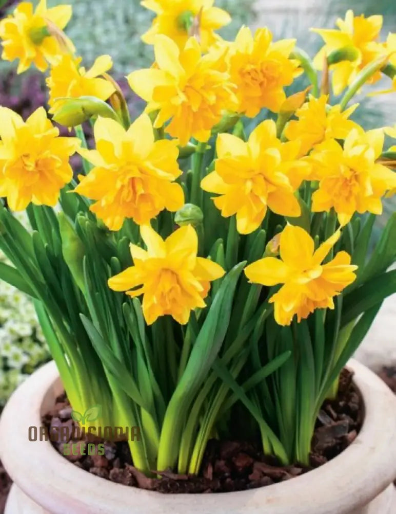 Narcissus Tete Boucle Flower Seeds For Planting Delightful Frilly Daffodils For A Charming And