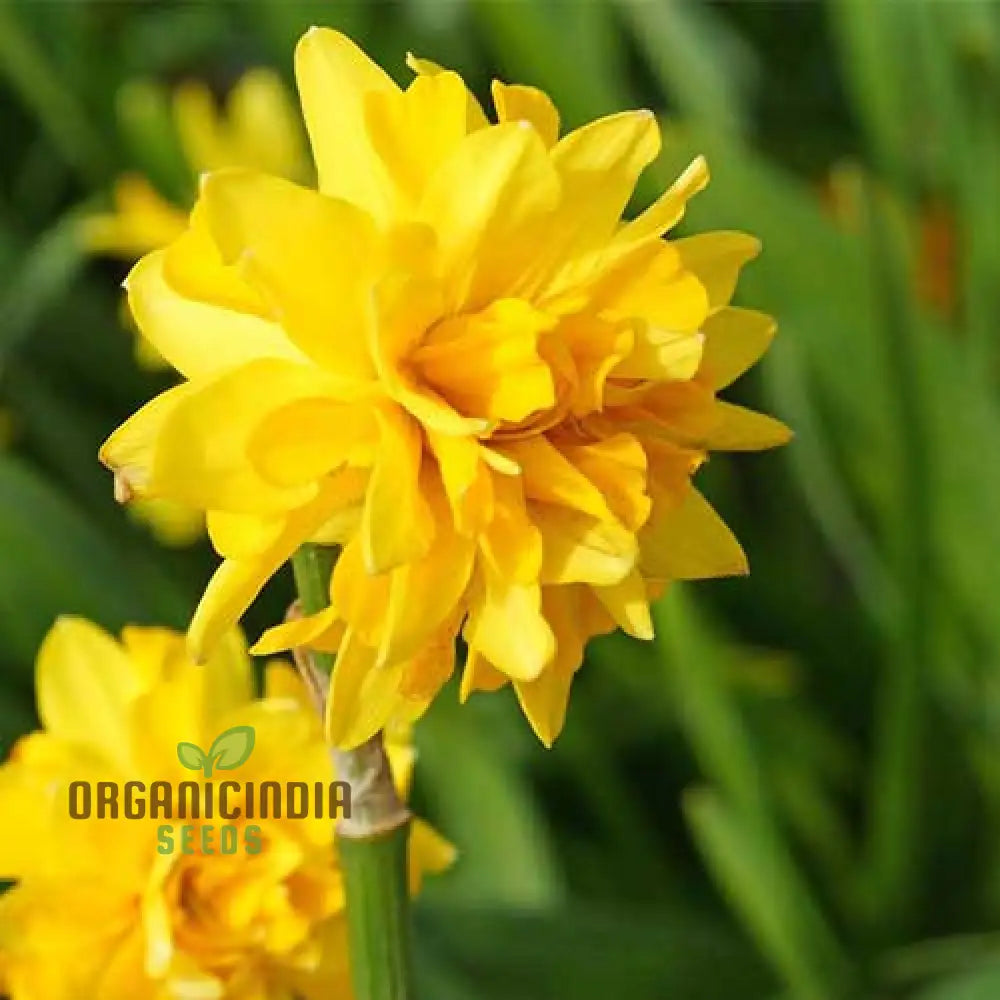 Narcissus Tete Boucle Flower Seeds For Planting Delightful Frilly Daffodils For A Charming And