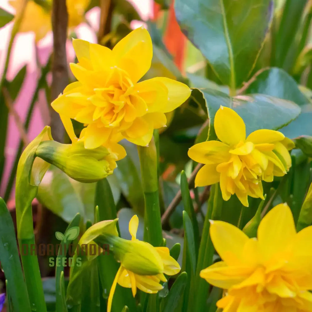 Narcissus Tete Boucle Flower Seeds For Planting Delightful Frilly Daffodils For A Charming And