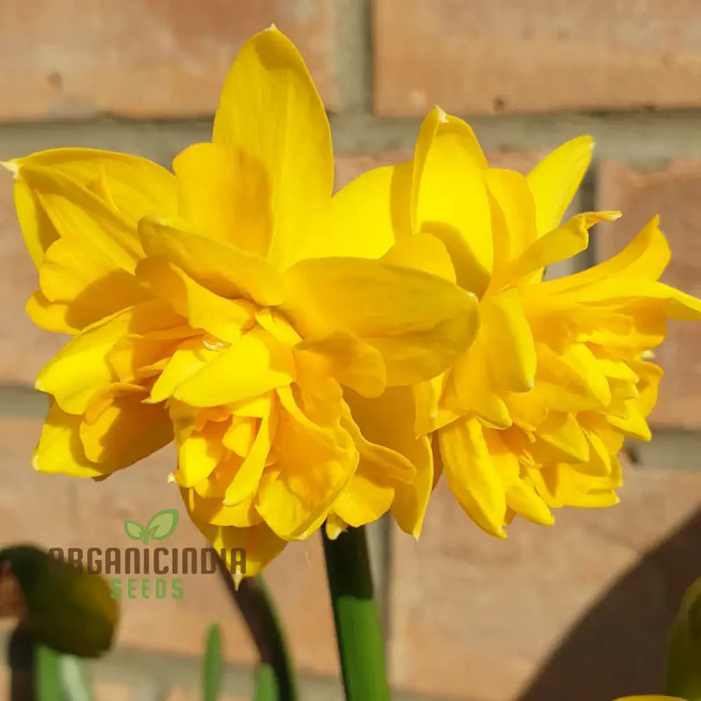 Narcissus Tete Boucle Flower Seeds For Planting Delightful Frilly Daffodils For A Charming And