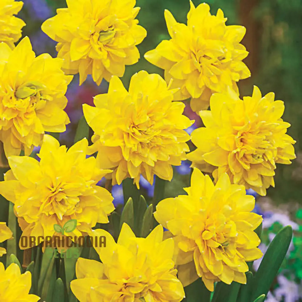 Narcissus Tete Boucle Flower Seeds For Planting Delightful Frilly Daffodils For A Charming And