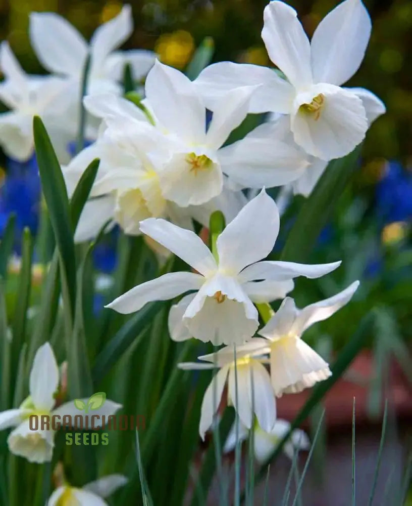 Narcissus Thalia (White Daffodil) Flower Seeds For Planting Elegant And Fragrant White Blooms For A