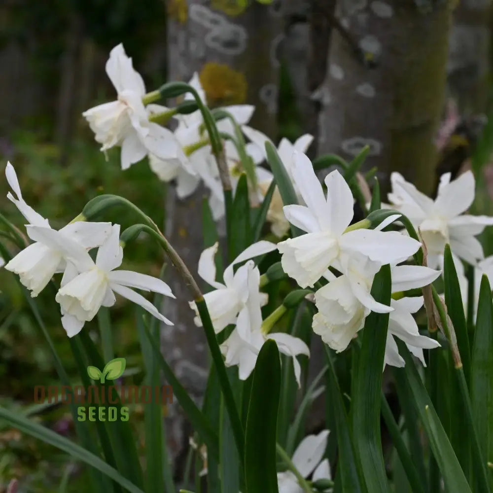 Narcissus Thalia (White Daffodil) Flower Seeds For Planting Elegant And Fragrant White Blooms For A