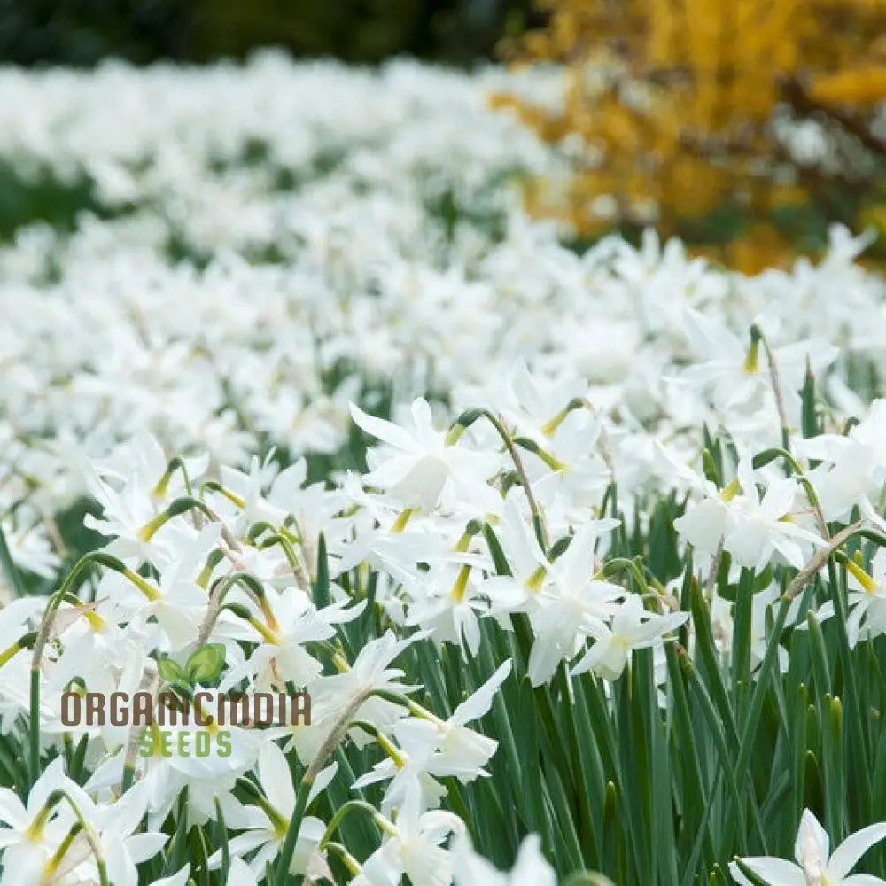 Narcissus Thalia (White Daffodil) Flower Seeds For Planting Elegant And Fragrant White Blooms For A