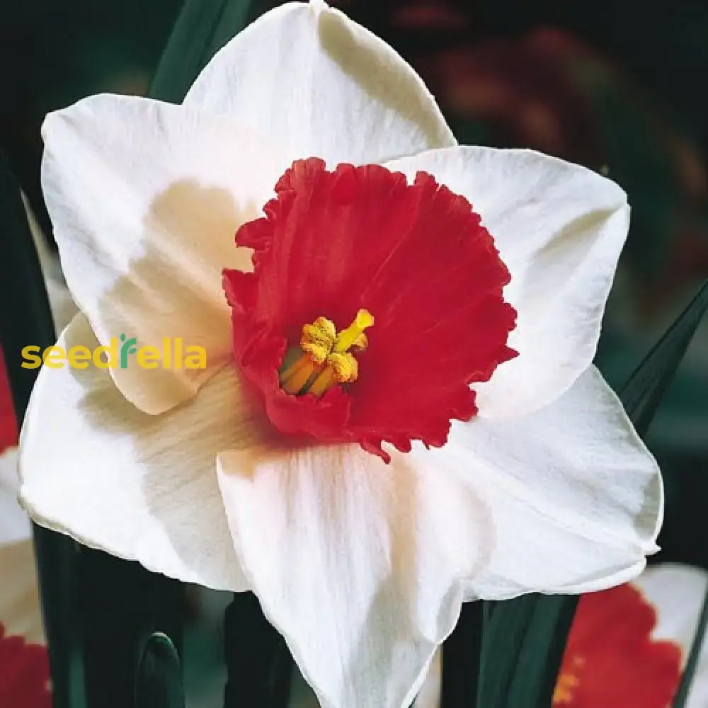 Narcissus White Red Seeds For Planting - Elegant Flower Blooms