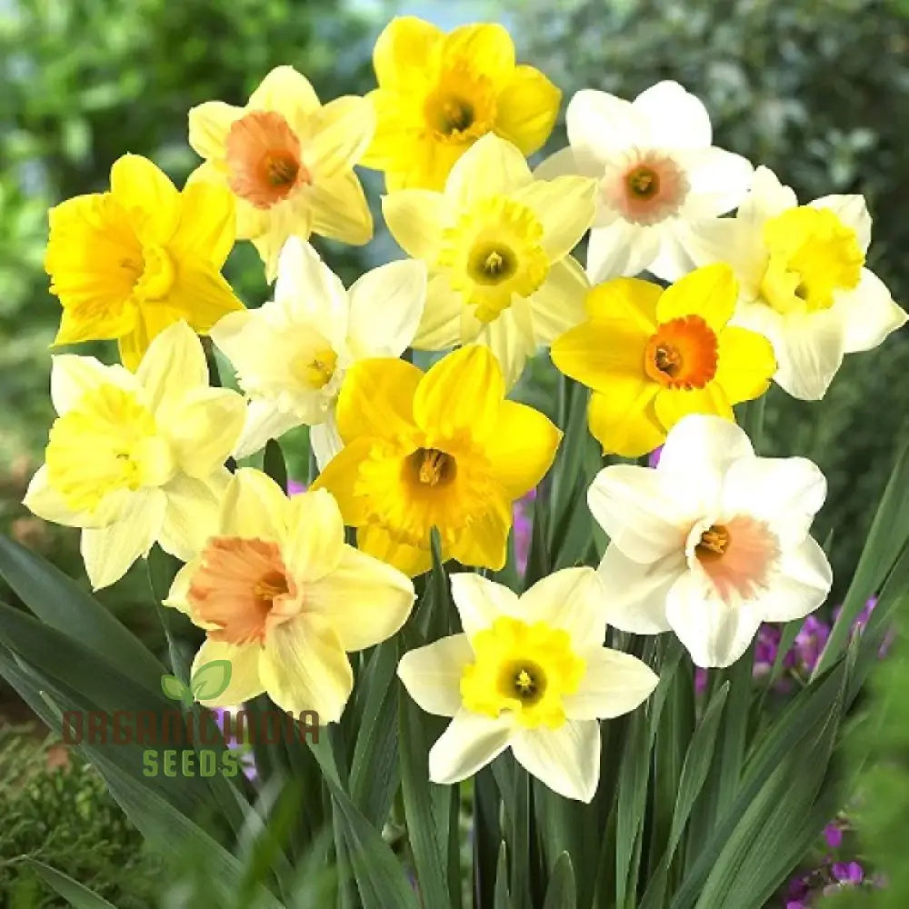 Nargis Daffodil Mix Flower Seeds Diverse Color Blooms For Stunning Spring Gardens Easy To Grow