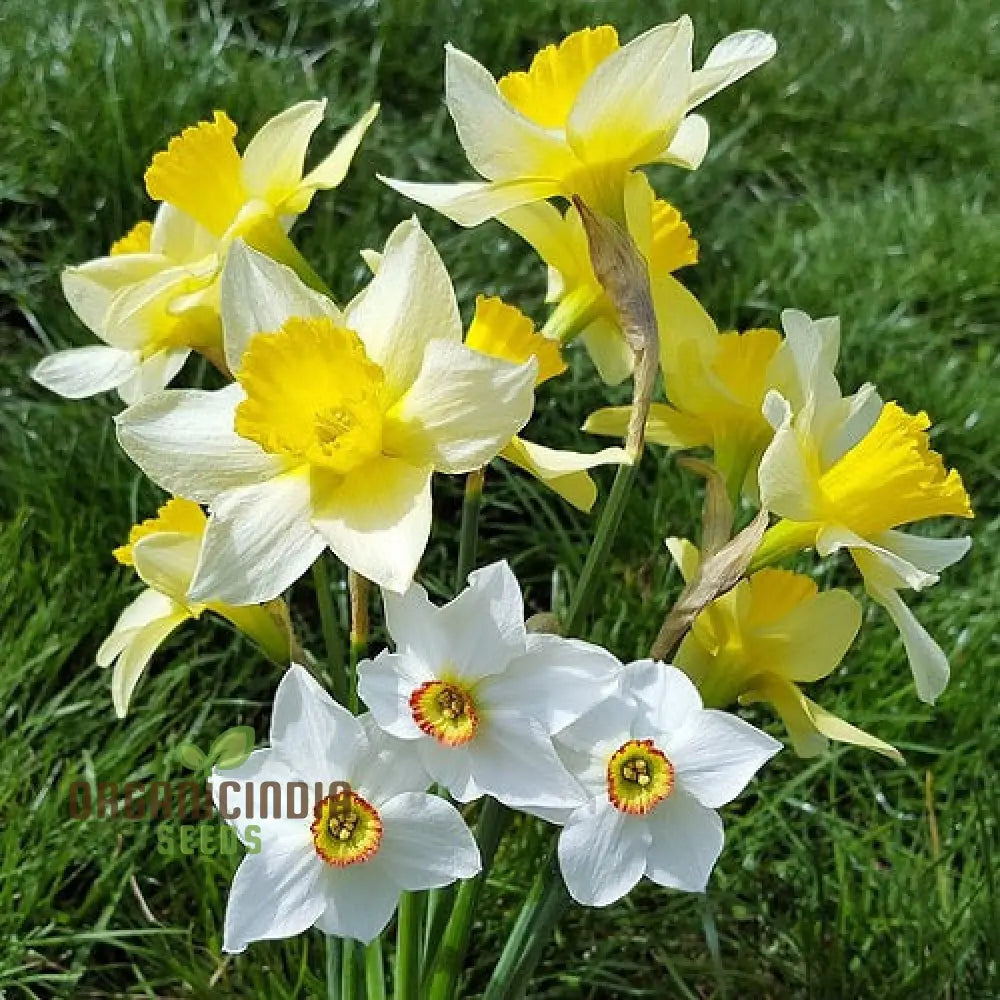 Nargis Daffodil Mix Flower Seeds Diverse Color Blooms For Stunning Spring Gardens Easy To Grow