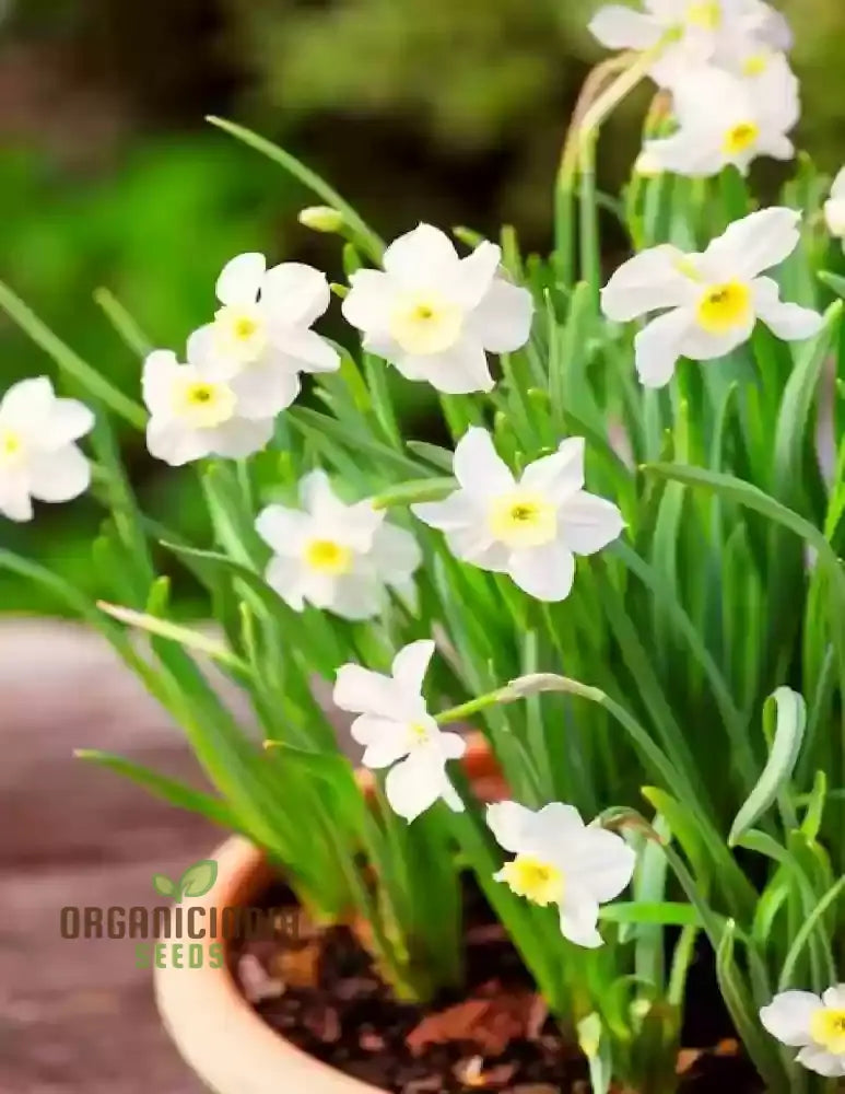 Nargis Daffodil Mix Flower Seeds Diverse Color Blooms For Stunning Spring Gardens Easy To Grow