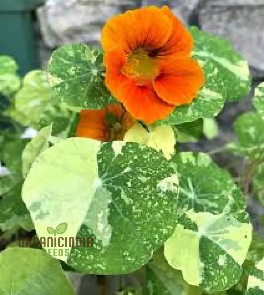 Nasturtium â€™Alaskaâ€™ Mixed Seeds For Garden Planting - Easy To Grow Edible Flowers With