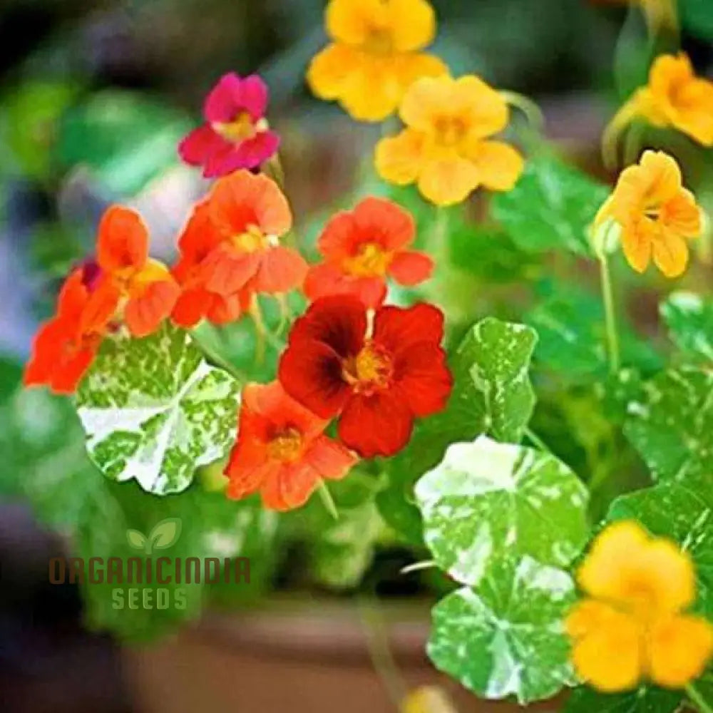 Nasturtium â€™Alaskaâ€™ Mixed Seeds For Garden Planting - Easy To Grow Edible Flowers With