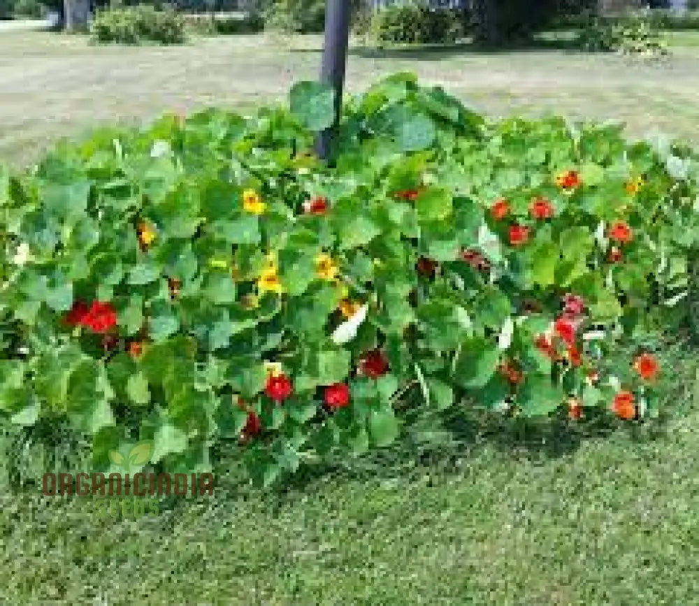 Nasturtium â€™Alaskaâ€™ Mixed Seeds For Garden Planting - Easy To Grow Edible Flowers With